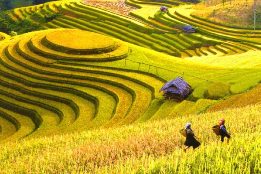 Vietnam’s Hidden Highlands & Island Retreats – 12 Days