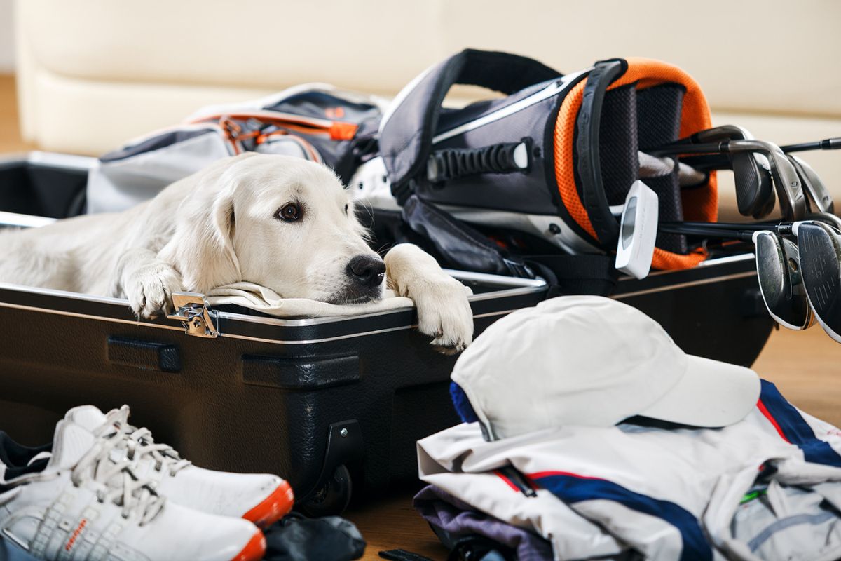 Dog resting in an open suitcase beside golf clubs, clothing and shoes
