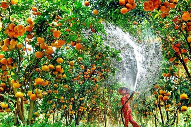 fruit orchard at tan phong island