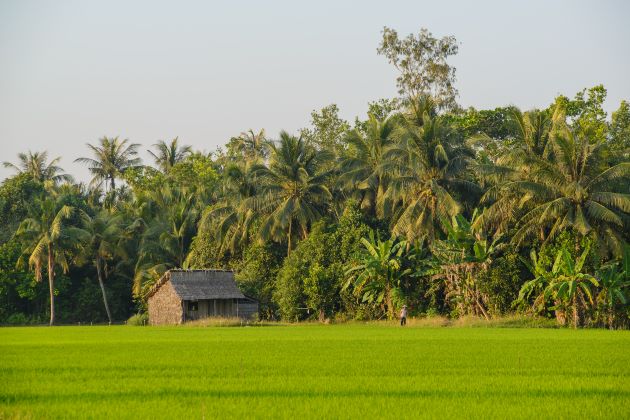 mekong delta rice field