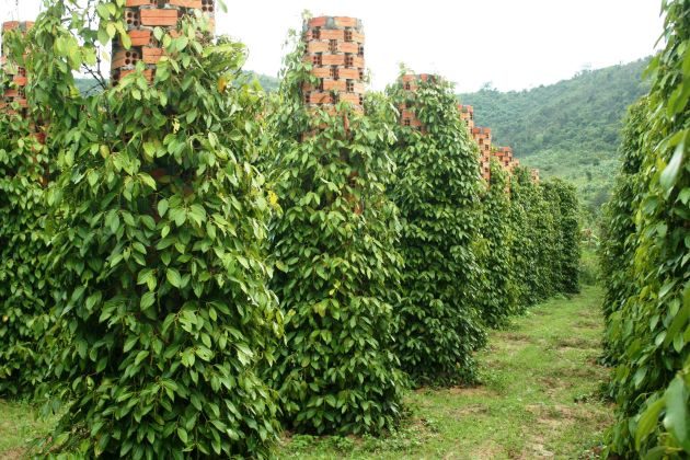 phu quoc island pepper farm