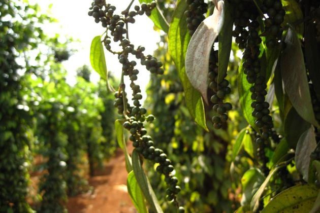 phu quoc pepper farm in vietnam honeymoon holiday