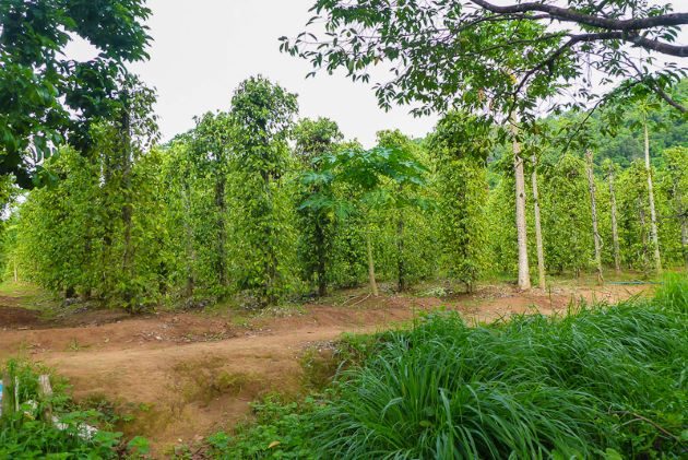 visit pepper farm in phu quoc island